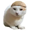 House of 7 Cats 25