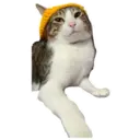 House of 7 Cats 15