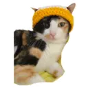 House of 7 Cats 22