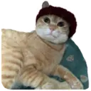 House of 7 Cats 20