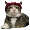 House of 7 Cats 17