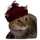 House of 7 Cats 11