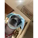 dog 2