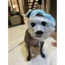 dog 1