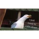 i just
need to
calm down