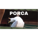 PORCA