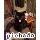 pichado
