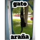 gato
araña
