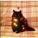 gatito negro 16