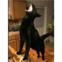 gatito negro 11