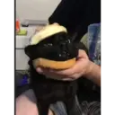 gatito negro 2