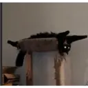 gatito negro 4