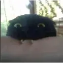 gatito negro 12