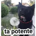 ta potente