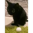 gatito negro 13