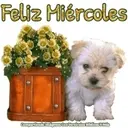 Buenas noches y mañana es viernes 29