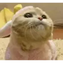 Gatinhos 13