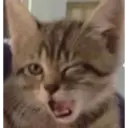 Gatinhos 9