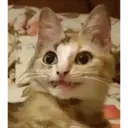 Gatinhos 18