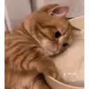 Gatinhos 12