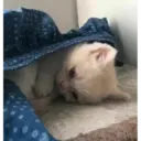 Gatinhos 3