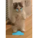 Gatinhos 1