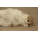 Gatinhos 8
