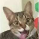 Gatinhos 6