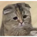 Gatinhos 17