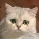 Gatinhos 7