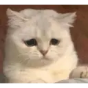 Gatinhos 5