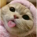 Gatinhos 4
