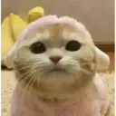 Gatinhos 2