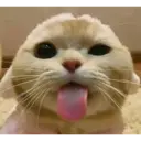 Gatinhos 16