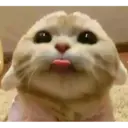 Gatinhos 14