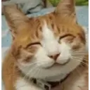 Gatinhos 10