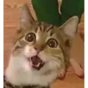 Gatinhos 11