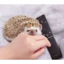 B
DE
CH
SAMSUNG
