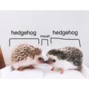 hedgehog
mwah
5
hedgehog