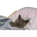 y si no voy