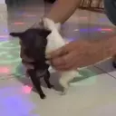 Expresiones de Animales 1