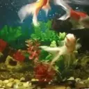 Peces 2 Movi 24
