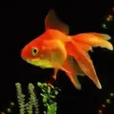 Peces 2 Movi 13
