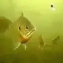 Peces 2 Movi 27