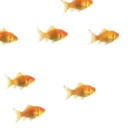 Peces 2 Movi 29
