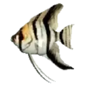 Peces 2 Movi 17