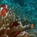 Peces 2 Movi 19
