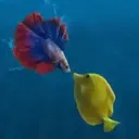 Peces 2 Movi 6