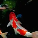 Peces 2 Movi 30