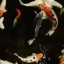 Peces 2 Movi 20